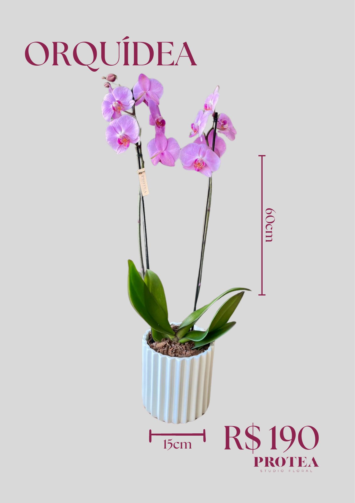 Orquídeas